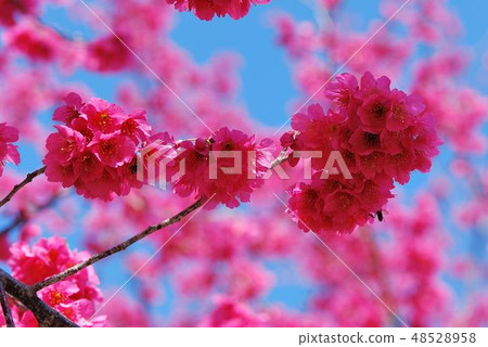 盛開八重櫻在新竹,台灣 48528958