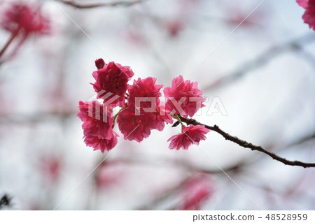 盛開八重櫻在新竹,台灣 48528959