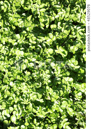 Watercress Watercress 48529076