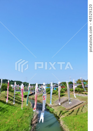 五月的藍天和鯉魚飄帶 48529120