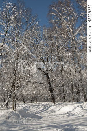 Winter landscape with a park 48529223