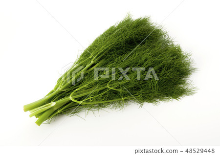 茴香(茴香) 茴香(茴香) 48529448