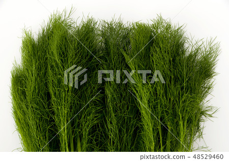 茴香(茴香) 茴香(茴香) 48529460