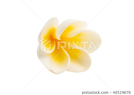 frangipani flower isolated 48529676