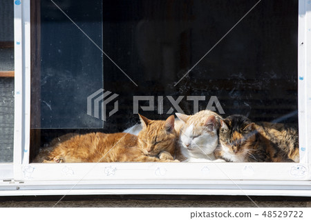 Nekomate Nekomate 48529722