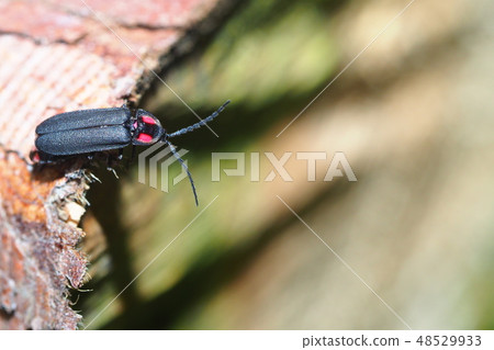 Oba firefly Oba firefly 48529933