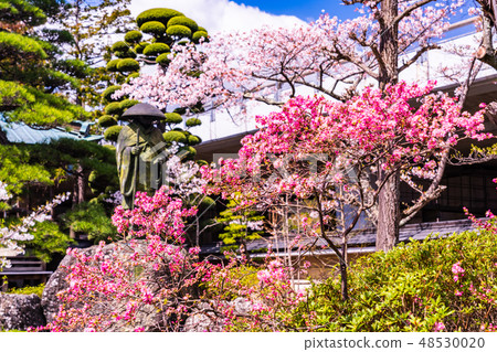 (Yamanashi Prefecture) Fujiyoshida-shi Taisho-ji Temple in the premises spring 48530020