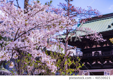 (Yamanashi Prefecture) Fujiyoshida-shi Taisho-ji Temple in the premises spring 48530021