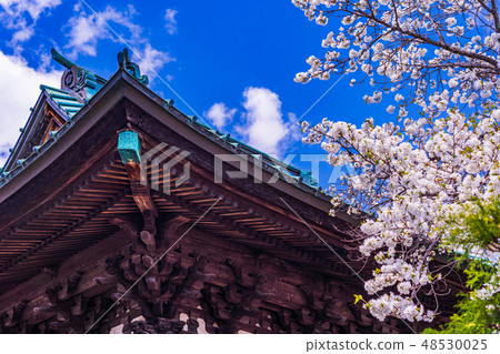 (Yamanashi Prefecture) Fujiyoshida-shi Taisho-ji Temple in the premises spring 48530025