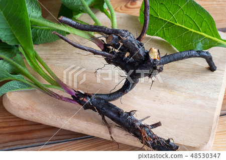 Comfrey root on a table Comfrey root on a table 48530347