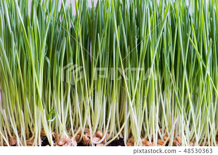 Wheatgrass grains and blades growing in soil 48530363