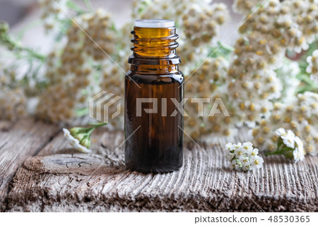 A bottle of yarrow essential oil with fresh yarrow A bottle of yarrow essential oil with fresh yarrow 48530365