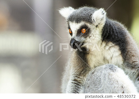 Lemur Lemur 48530372