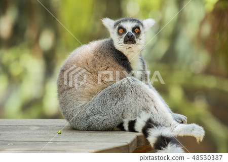 Lemur Lemur 48530387