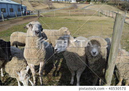 A sheep A sheep 48530578