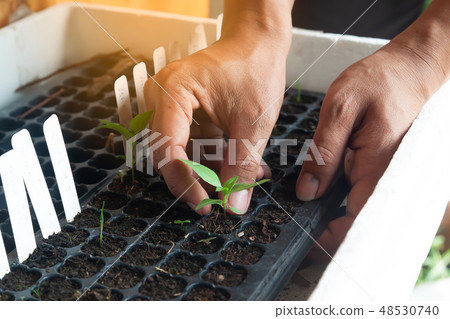 Man hands planting the seedling into planting tray 48530740