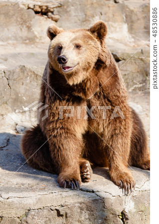 bear, zoological, a creature 48530886