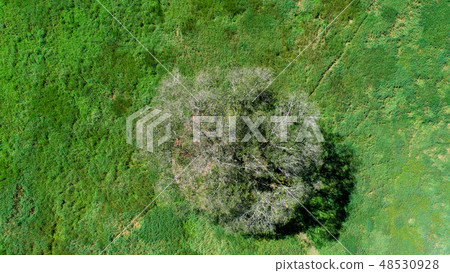 Aerial photograph of Harnile tree 48530928