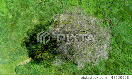 Aerial photograph of Harnile tree 48530938