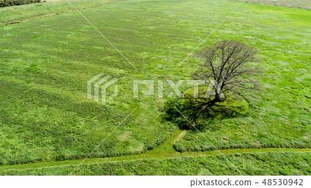 Harnile樹的航拍照片 48530942