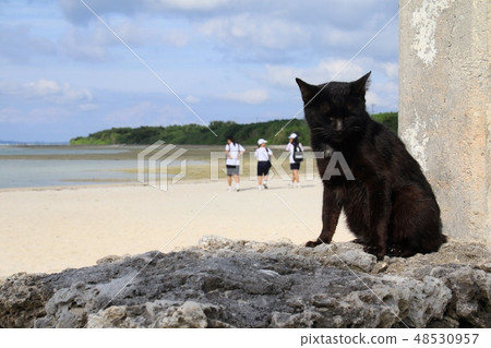 Island cat sitting on a stone wall at Kondoi Beach on Taketomi Island Okinawa Tourism 48530957