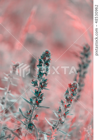 summer blueweed flower blossom 48530962