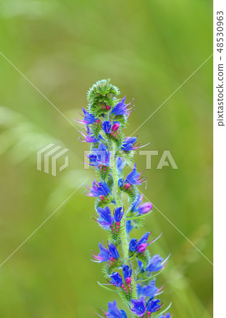 summer blueweed flower blossom 48530963