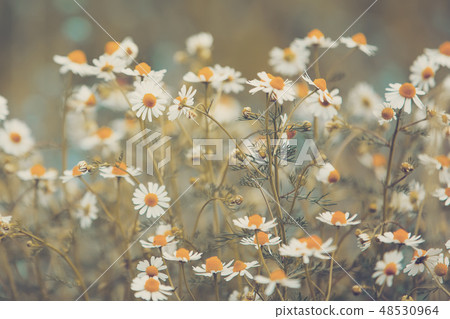 Chamomile field flowers Chamomile field flowers 48530964