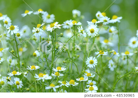 Chamomile field flowers 48530965