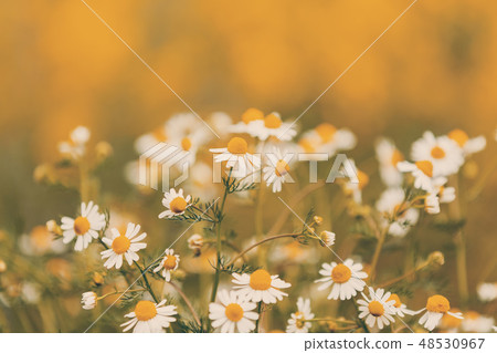 Chamomile field flowers 48530967