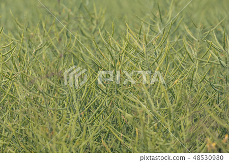 Unripe seeds of rape 48530980