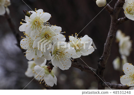 Satori Pond Bairin 48531248