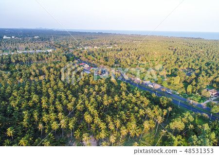 Aerial view road in deep coconut forest 48531353