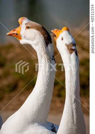 goosey, goose, a zoo 48531354
