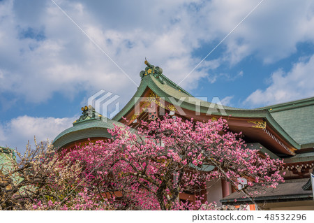 Kitano Tenman-gu蝦盛開 48532296