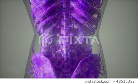 Complete close-up view of the Skeletal System 48533352