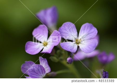 Hamadaikon (Brassicaceae) Hamadaikon (Brassicaceae) 48533389