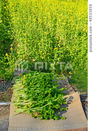 強姦開花 強姦開花 48533859