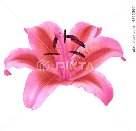 flower magenta red  lily isolated on white 48533904