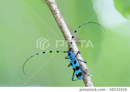 Ruri Boshikiki 48533926