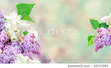 Fresh lilac flowers Fresh lilac flowers 48533985