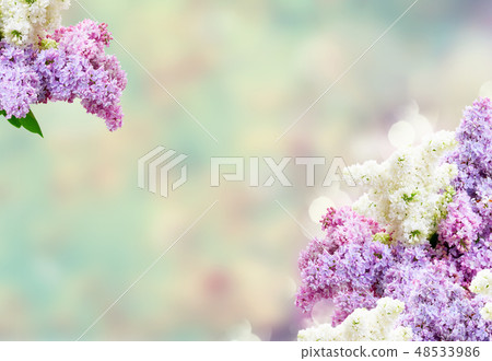 Fresh lilac flowers Fresh lilac flowers 48533986