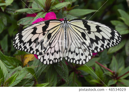 蝶 48534029