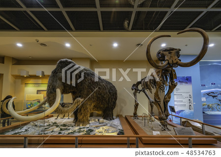 Museum Museum 48534763