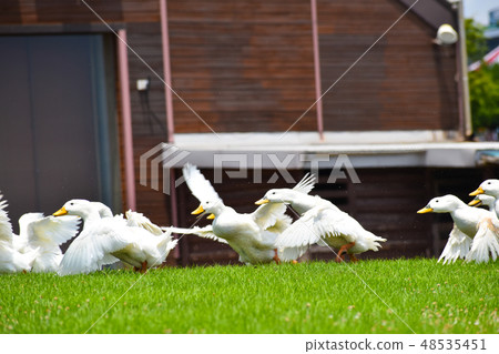 Multiple lively ducks running with their wings spread Multiple lively ducks running with their wings spread 48535451