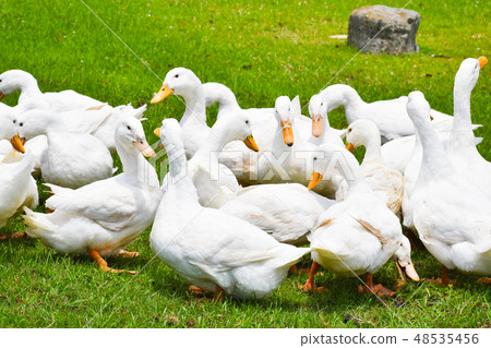A group of ducks 48535456