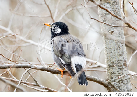 Mustard star 48536038