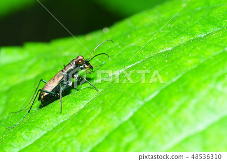 東京角羊 48536310