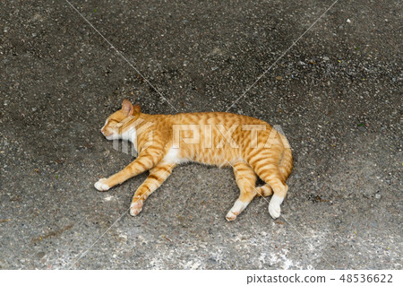 Sleepy cat with white brown fur on floor Sleepy cat with white brown fur on floor 48536622
