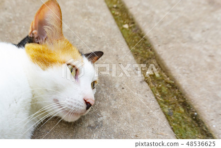 Sleepy cat with white brown fur on floor Sleepy cat with white brown fur on floor 48536625